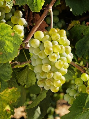 uva-blanca-verdejo
