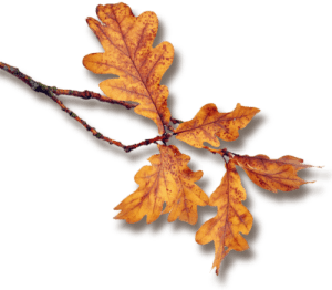 hojas-roble